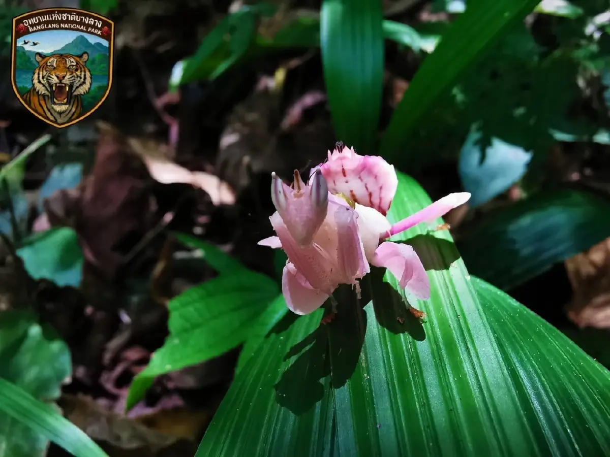 เผยโฉม 'ตั๊กแตนตำข้าวกล้วยไม้สีชมพู' หาดูยาก แมลง สวยที่สุดในโลก
