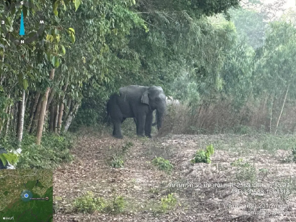 ระทึก 3 สีดอจอมป่วน พ่อใหญ่-ถัง-ดื้อ ช้างเข้าใกล้หมู่บ้านชายแดนสุรินทร์