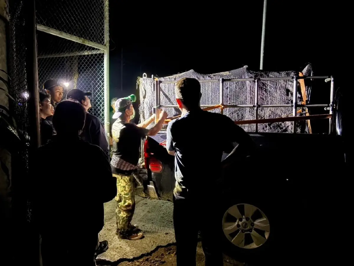 จับแล้ว 'เสือปิ่น' เสือโคร่งชรา บุกล่าสัตว์ชาวบ้าน เตรียมย้ายดูแลในกรงถาวร