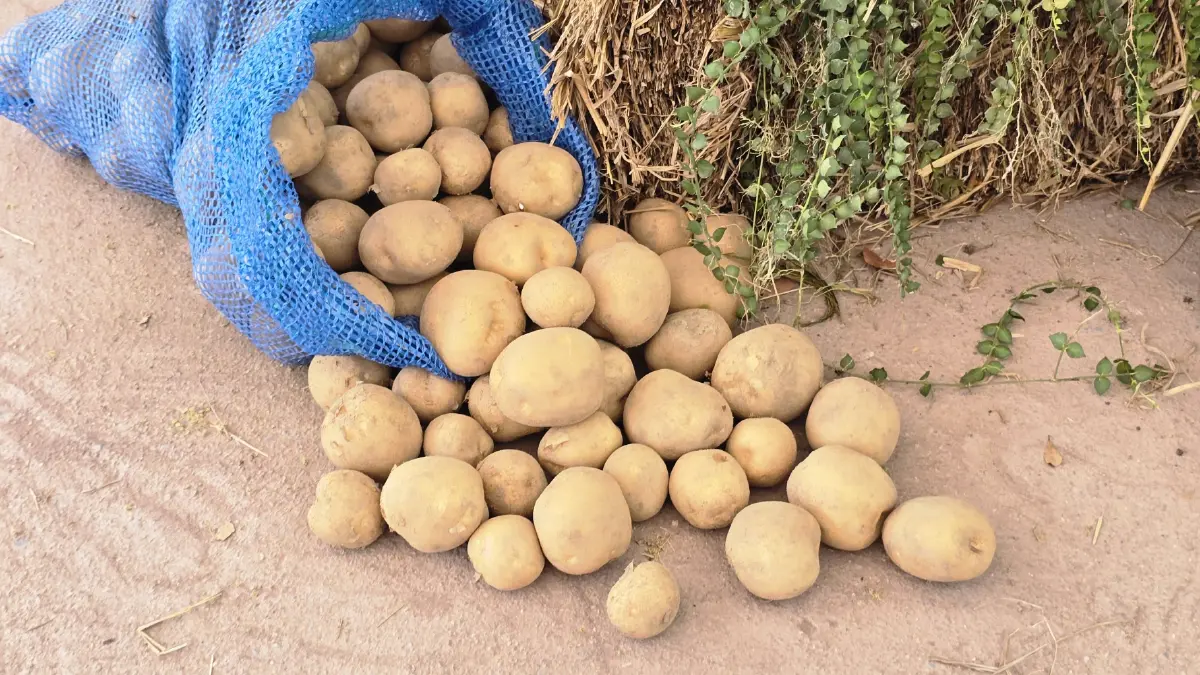 เกษตรกร ‘ฮีโร่’ เผยวิธีปลูก ‘มันฝรั่ง’ ให้ยั่งยืน ทั้งรายได้และสิ่งแวดล้อม