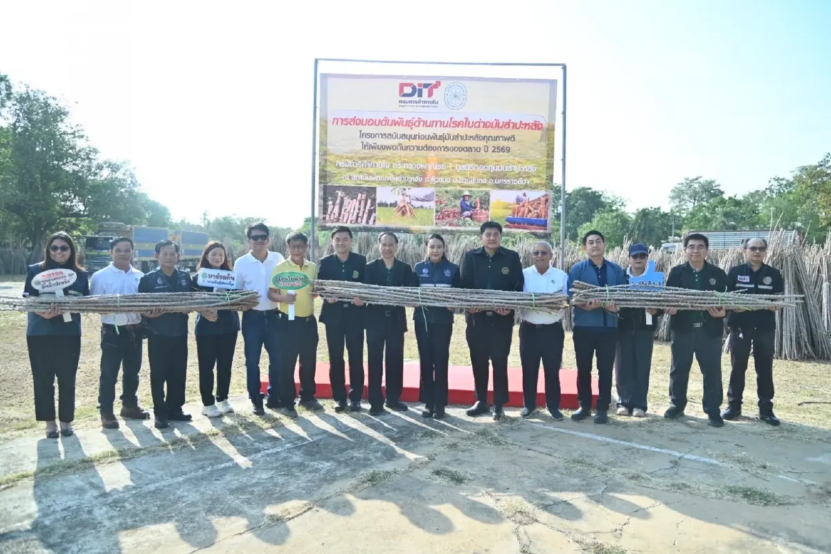 แจก 5 ล้านลำ 'ท่อนพันธุ์มันสำปะหลัง' คุณภาพ ลดเสี่ยงโรคใบด่าง ช่วยเกษตรกรลดต้นทุน