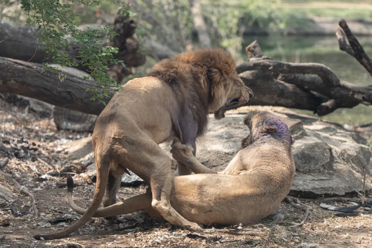 ดีจริงไหม? รีวิว 'Sony Alpha 7 V' หน้าตาคล้ายเดิม เพิ่มเติมฉลาดขึ้น