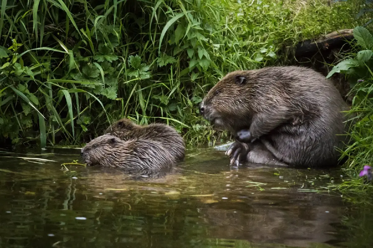 ‘บีเวอร์’ ยอด ‘วิศวกรแห่งระบบนิเวศ’ สร้างเขื่อนช่วยป้องกันน้ำท่วม-ไฟป่า-คืนชีวิตให้ป่า