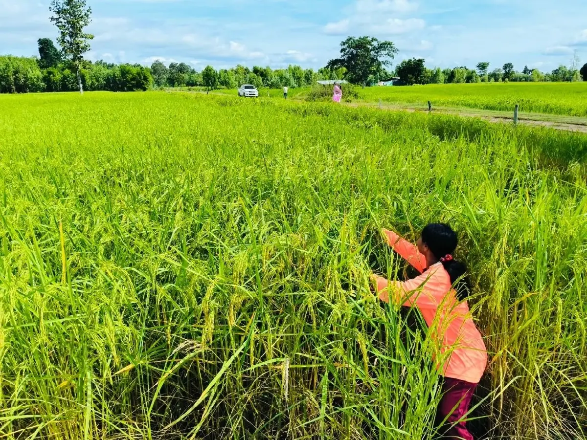 เกษตรฯ เล็งร่วมเอกชน พัฒนาข้าวเชื่อมตลาด Climate Smart
