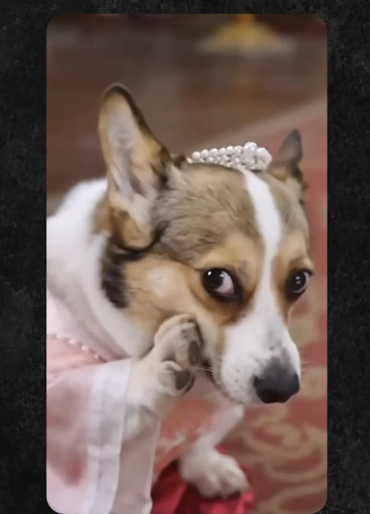 ละครหมาแมวแนวตั้ง กระแสแรง! ละครคุณธรรม นำแสดงโดย 'หมาแมว AI'