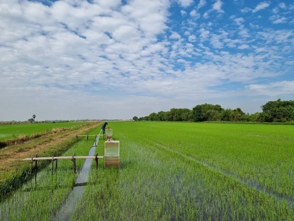 ต้นแบบ 'ข้าวโลว์คาร์บอน' ของไทย ข้าวชาวนาร่วมใจพื้นที่ภาคกลาง