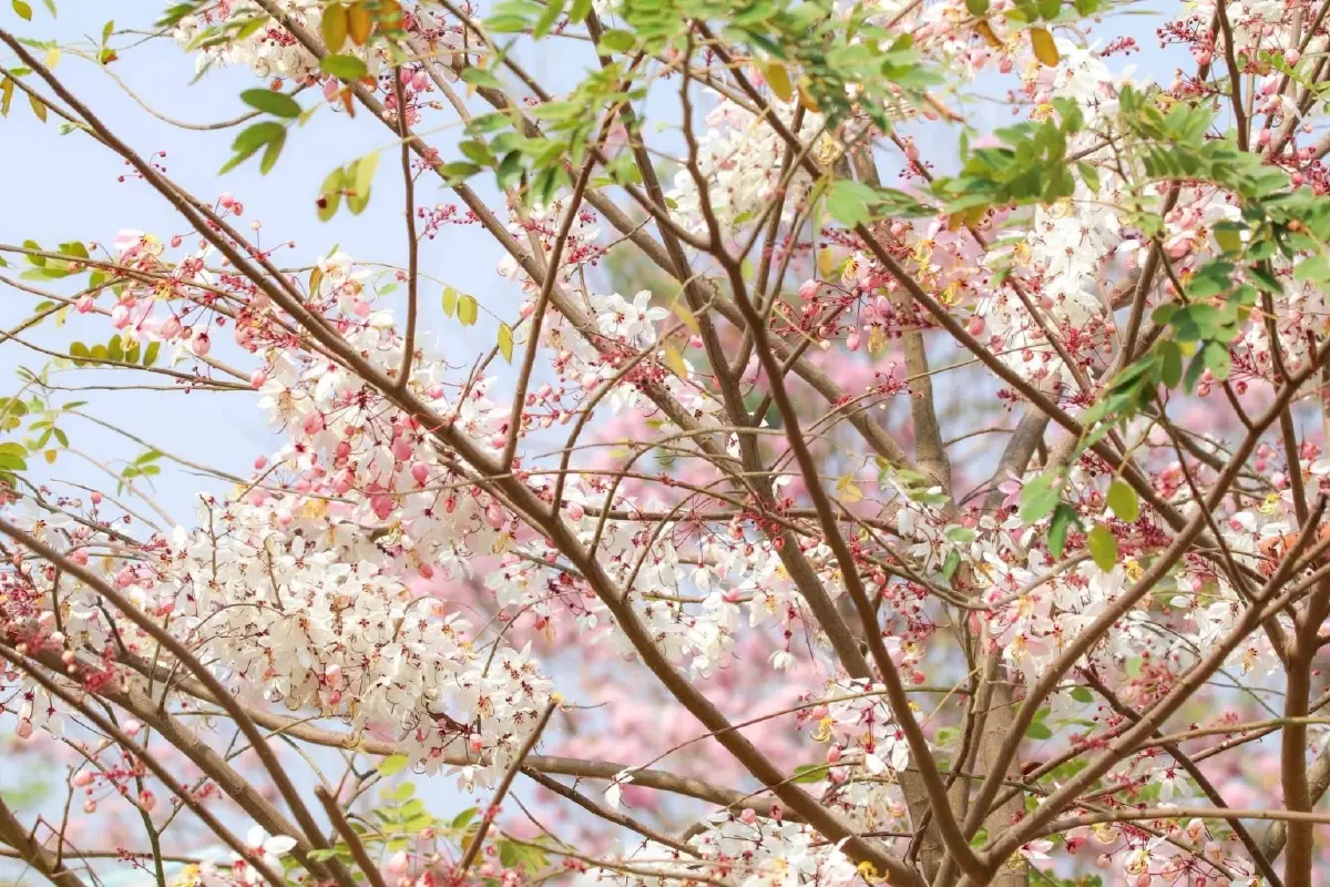 ชมเสน่ห์ 'กัลปพฤกษ์' ออกดอกบานสะพรั่งรับหน้าร้อน ณ เขตห้ามล่าสัตว์ป่าบึงบอระเพ็ด