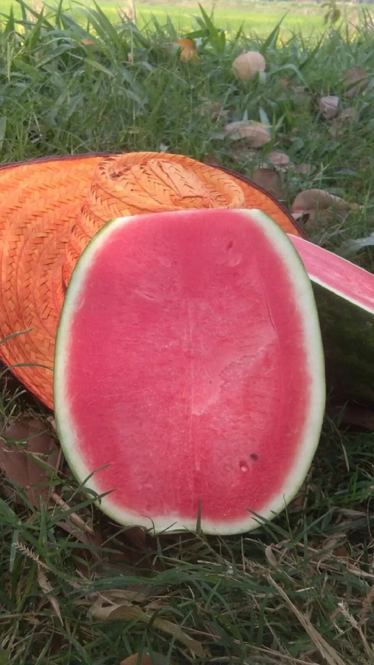 ขึ้นทะเบียน GI 'แตงโมหวานยโสธร' สินค้าพรีเมียมแดนอีสาน ยกระดับสู่สากล