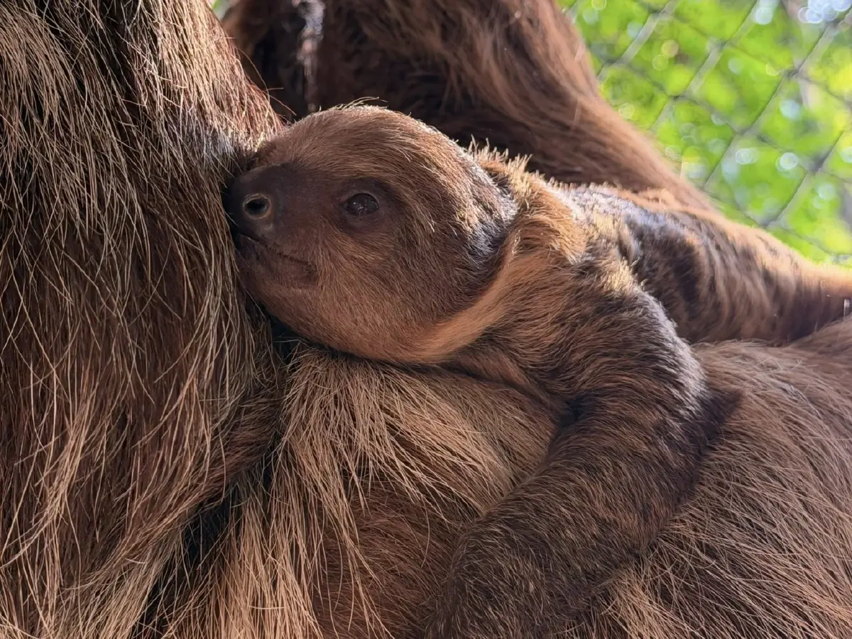 สุดน่ารัก 'ลูกสลอธสองนิ้ว' สมาชิกใหม่ สวนสัตว์เปิดเขาเขียว ชวนปชช.ร่วมตั้งชื่อ
