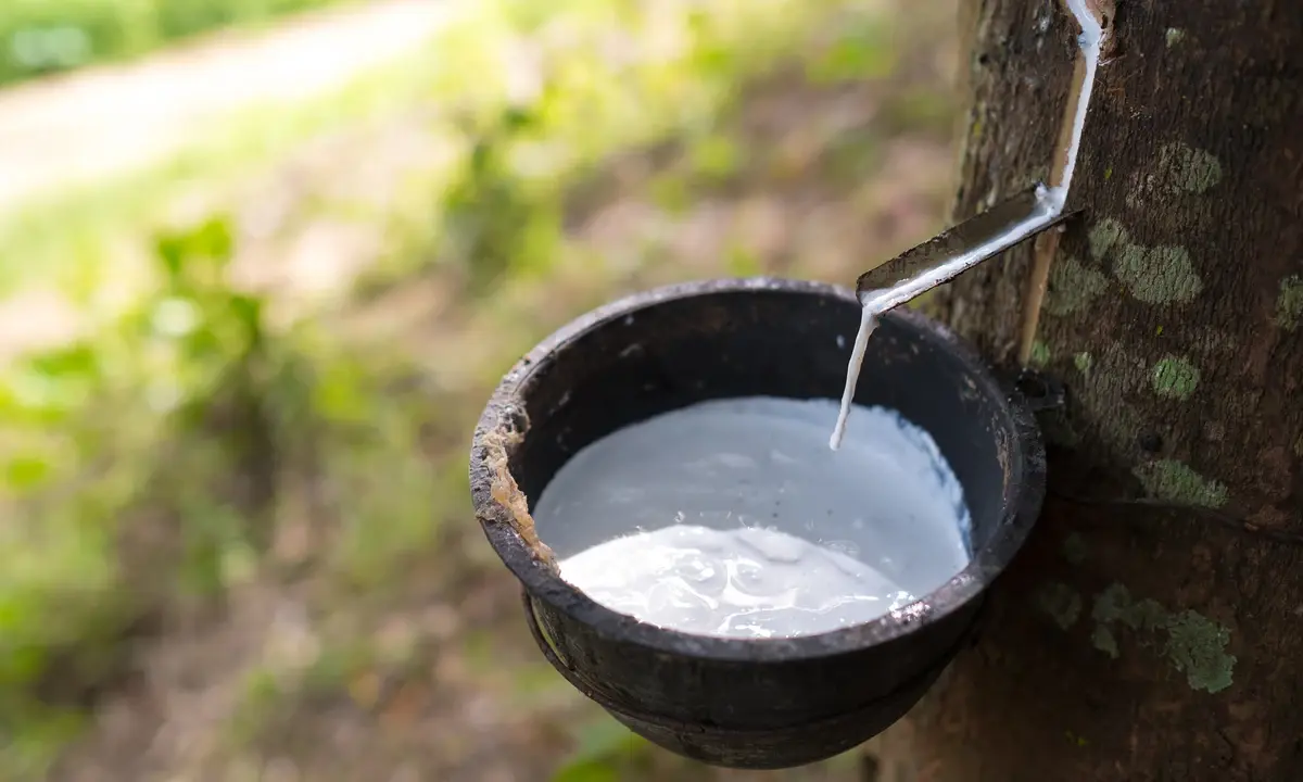 ราคาสินค้าเกษตร ก.พ. 69 วูบ 10.32% ฉุดรายได้เกษตรกรลด 5.35%