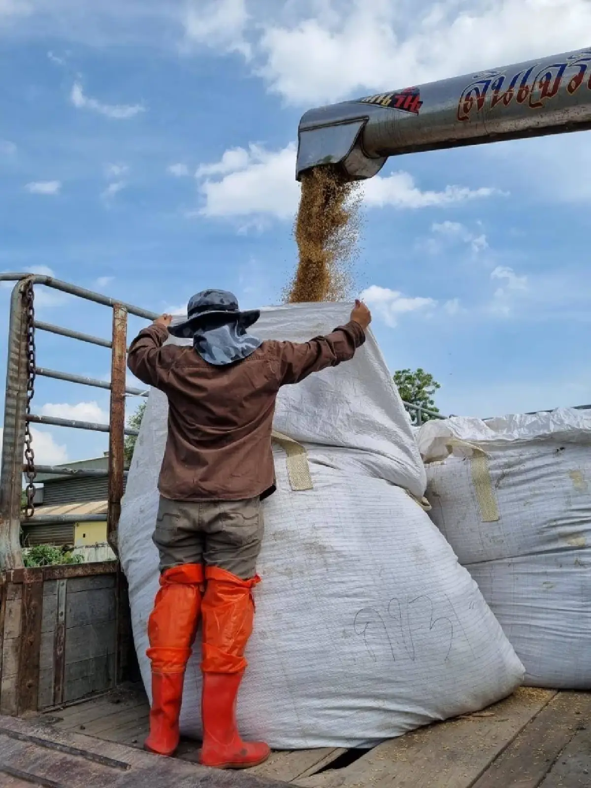 ต้นแบบ 'ข้าวโลว์คาร์บอน' ของไทย ข้าวชาวนาร่วมใจพื้นที่ภาคกลาง