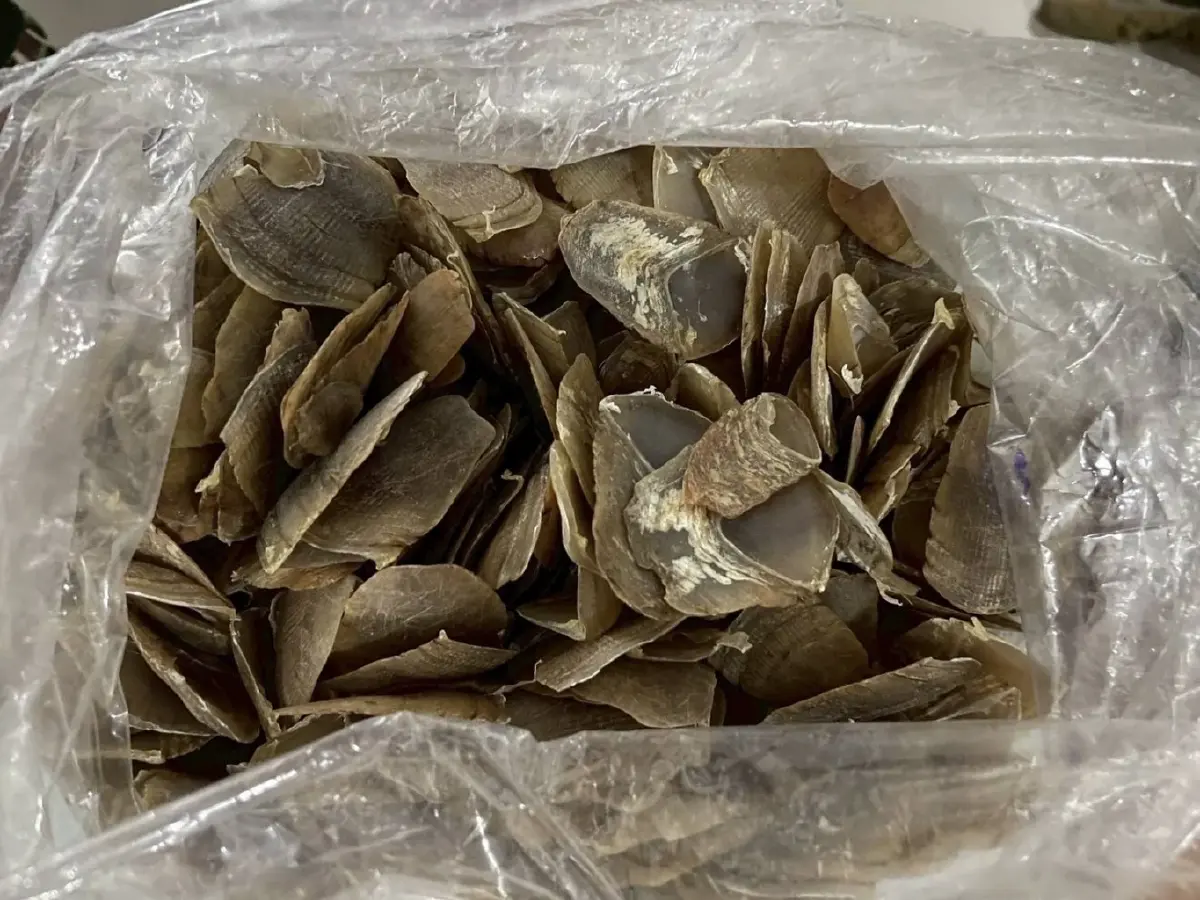 ขยายผลค้นโกดังไม้อยุธยา ผงะเจอซากสัตว์ป่าคุ้มครองซุกตู้แช่เกือบ 100 ซาก