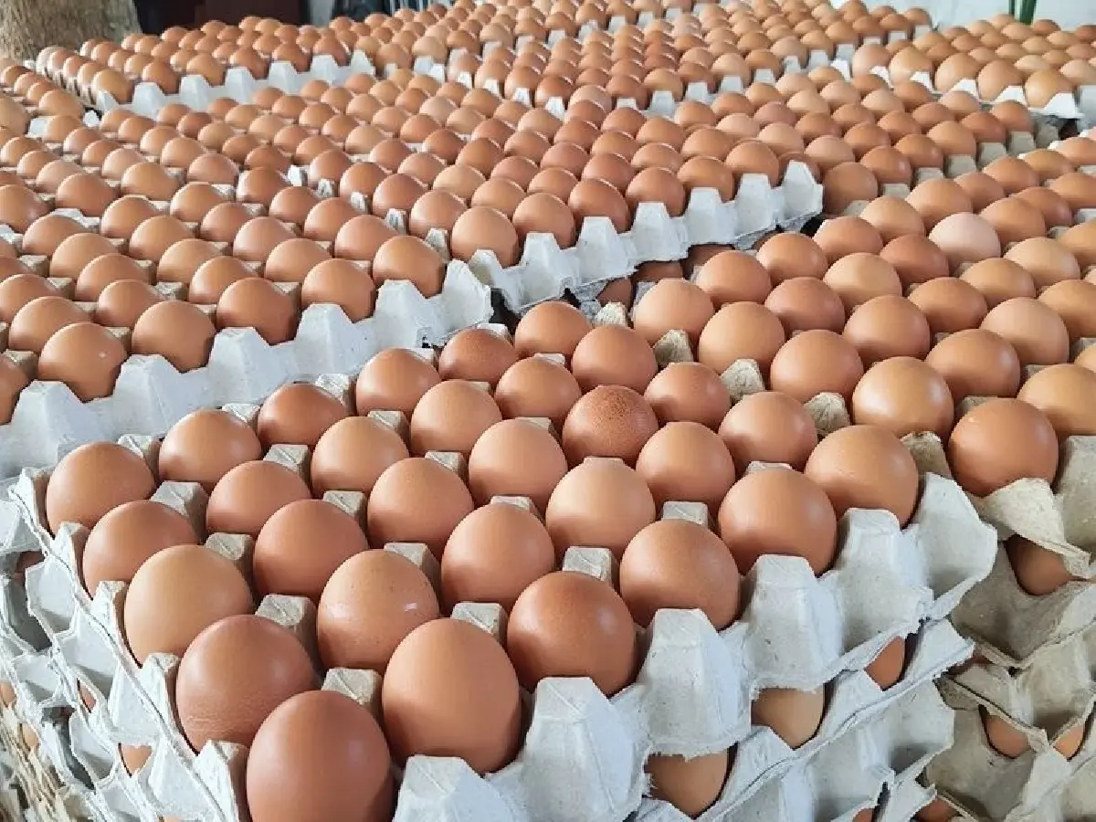 ไข่-หมู พาเหรดขึ้นราคาหลังขาดทุน 3 ปี ขยับ 20 สต. เซ่นร้อนกดผลผลิตวูบ 5%