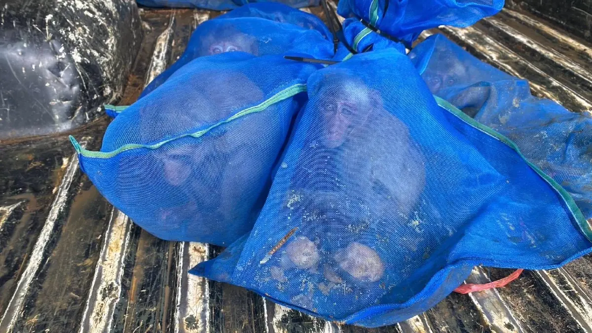 สกัดแก๊งค้าสัตว์ป่าข้ามชาติ ยึด 'ลิงแสม' 51 ตัว ถูกทิ้งไร่อ้อยชายแดนสระแก้ว