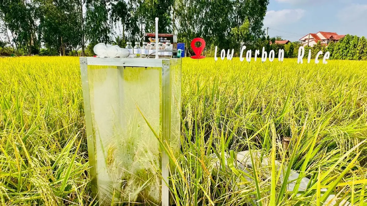 กลยุทธ์เพิ่มมูลค่าข้าวไทยสู้วิกฤติเวทีโลก  ดึงเกษตรกรลุยทำนายุค 'โลว์คาร์บอน'