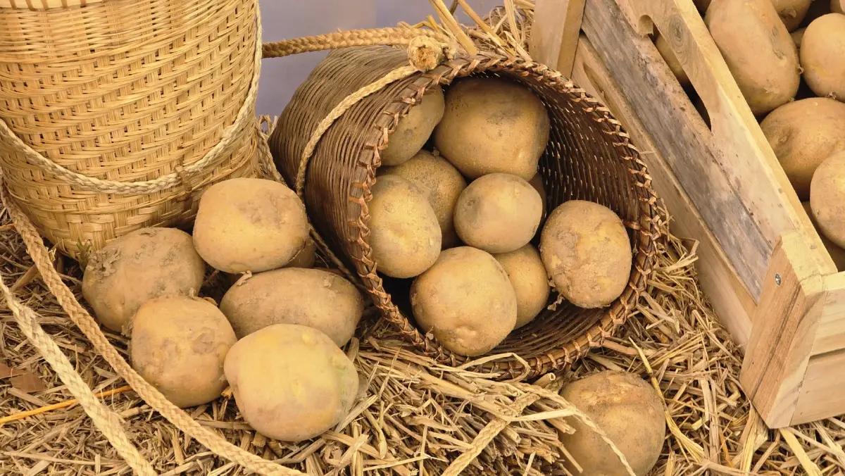 เกษตรกร ‘ฮีโร่’ เผยวิธีปลูก ‘มันฝรั่ง’ ให้ยั่งยืน ทั้งรายได้และสิ่งแวดล้อม