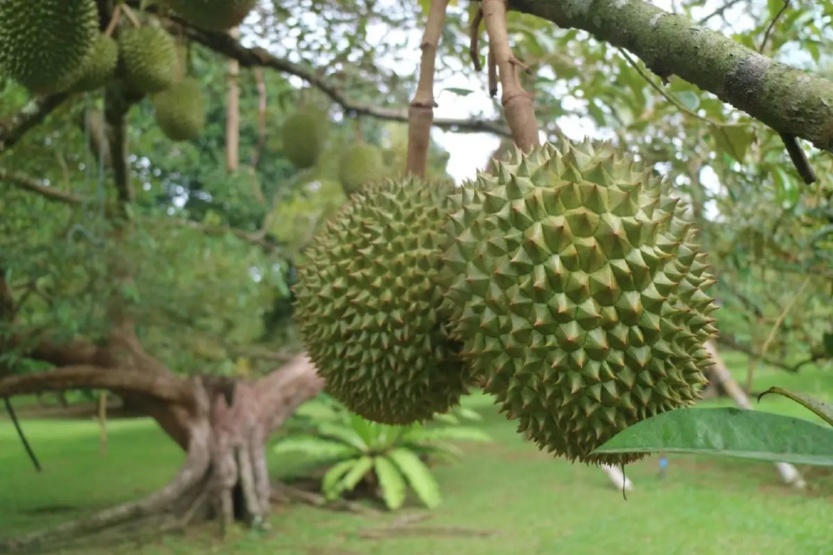 กรมวิชาการเกษตร คุมเข้ม 500 ล้งตะวันออก ชูมาตรการ 4 ไม่ ดันคุณภาพทุเรียนปี 69