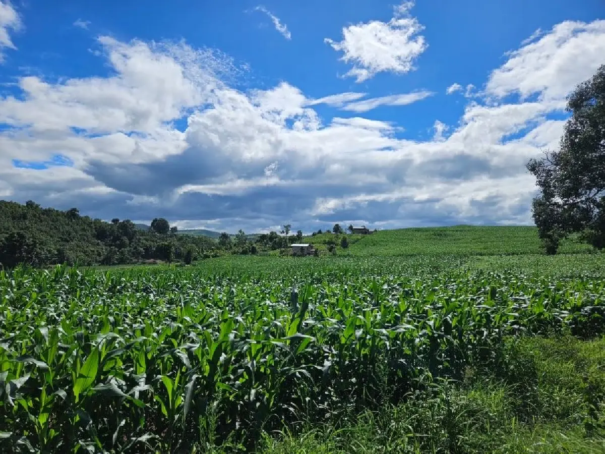 ซีพี ขับเคลื่อนเกษตรยั่งยืน Traceability–นาข้าวคาร์บอนต่ำ ลดหมอกควัน