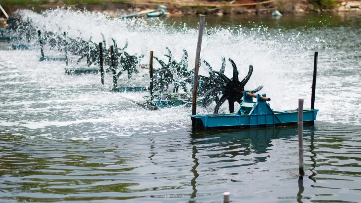 บทเรียนแม่น้ำกก สะท้อนความสำคัญ 'คุณภาพน้ำ' โจทย์ใหญ่อุตสาหกรรมกุ้งไทย