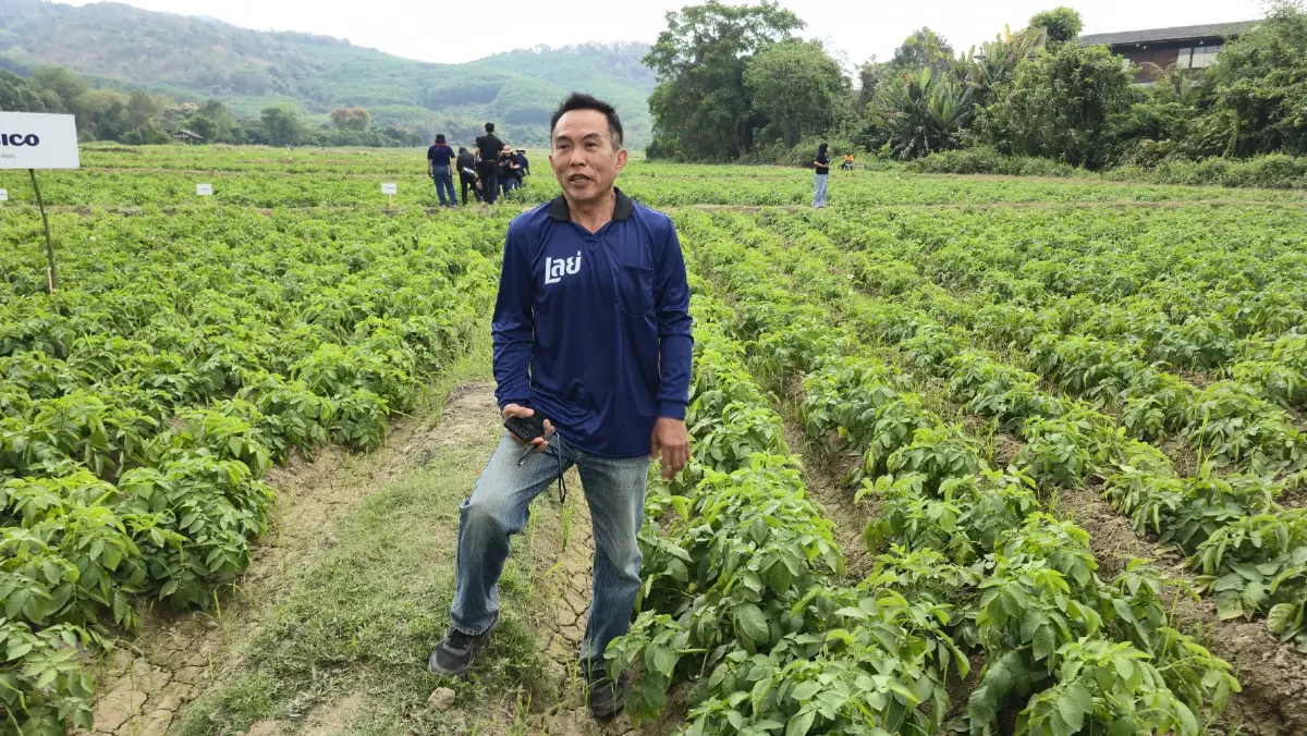 เกษตรกร ‘ฮีโร่’ เผยวิธีปลูก ‘มันฝรั่ง’ ให้ยั่งยืน ทั้งรายได้และสิ่งแวดล้อม