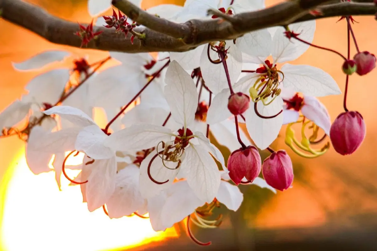 ชมเสน่ห์ 'กัลปพฤกษ์' ออกดอกบานสะพรั่งรับหน้าร้อน ณ เขตห้ามล่าสัตว์ป่าบึงบอระเพ็ด