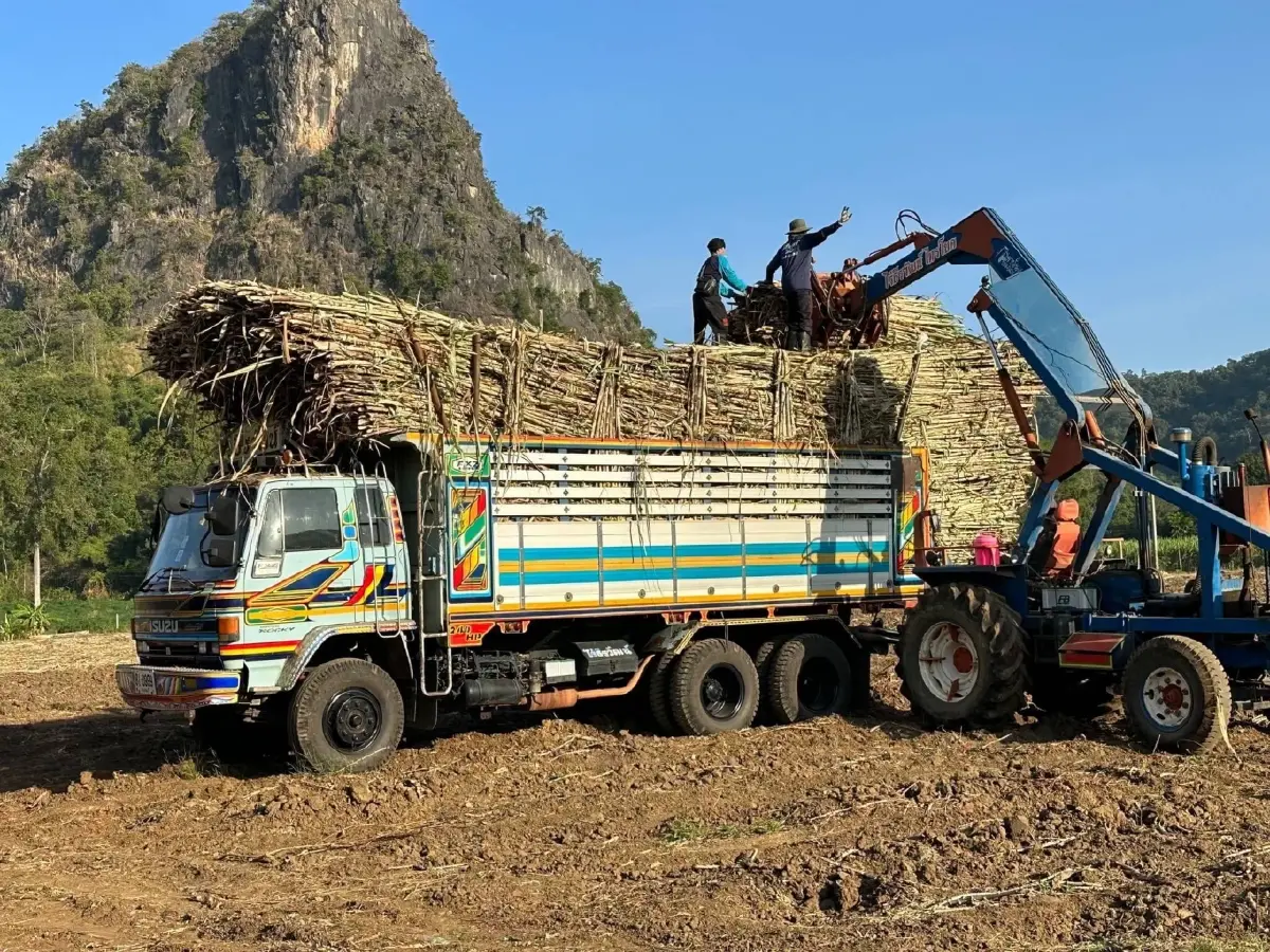 โคราช คว้าแชมป์อ้อยสด! ยอดเผาลดฮวบต่ำกว่า 1% หนุนแก้ฝุ่น PM 2.5