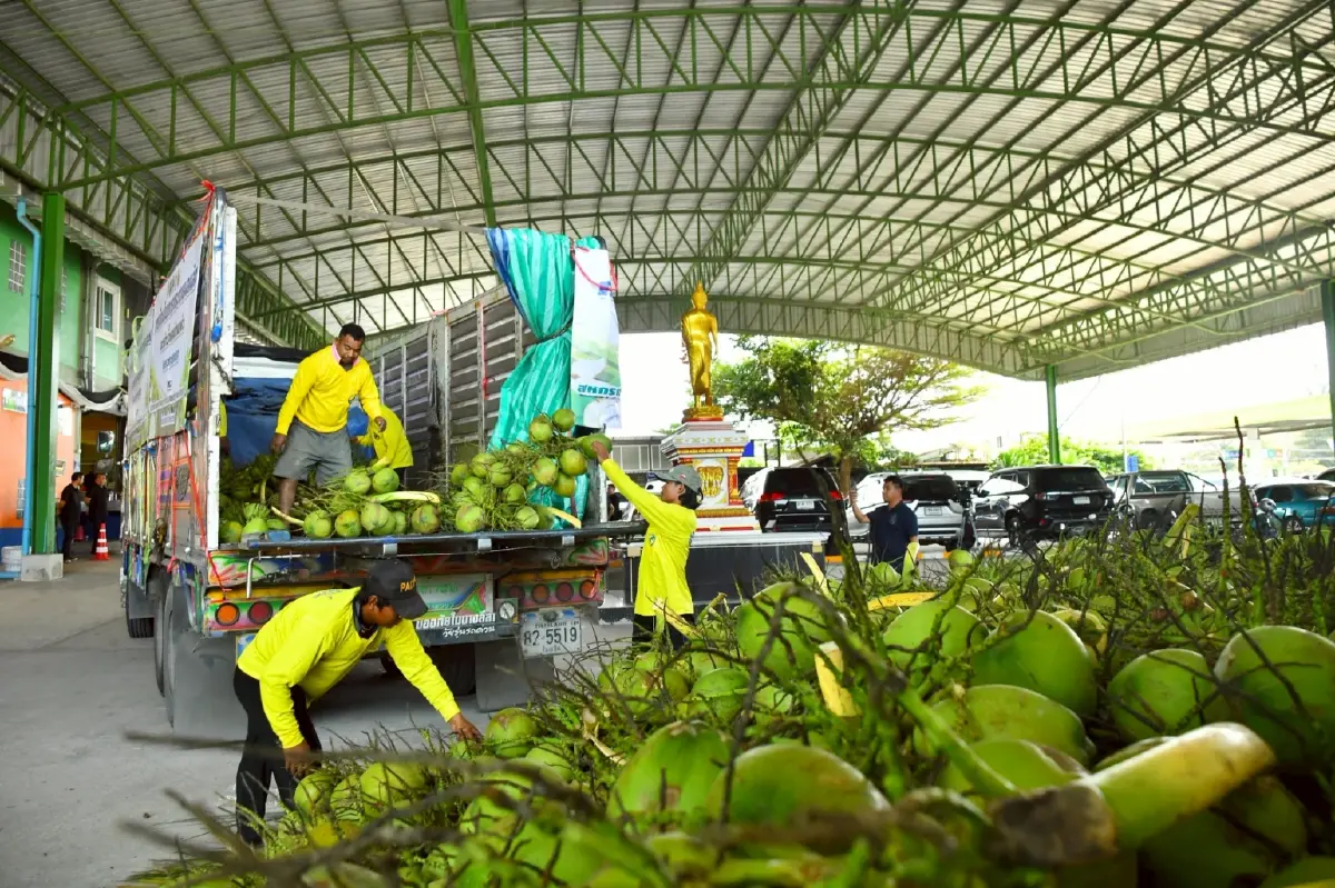 กรมส่งเสริมสหกรณ์ปัด สหกรณ์ร่วมล้งจีนทุนเทา ฟอกขาวมะพร้าวน้ำหอม