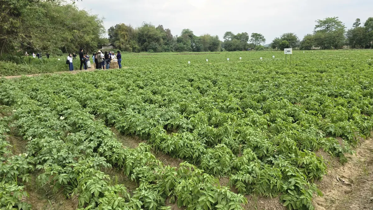 เกษตรกร ‘ฮีโร่’ เผยวิธีปลูก ‘มันฝรั่ง’ ให้ยั่งยืน ทั้งรายได้และสิ่งแวดล้อม