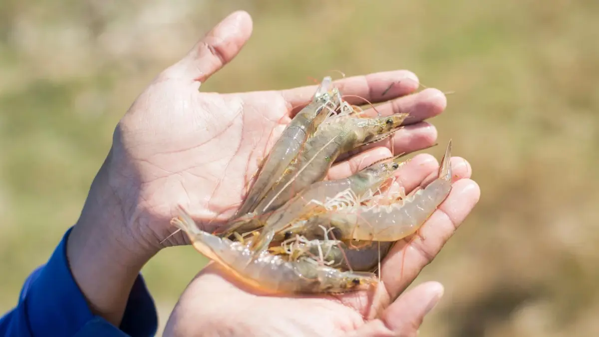 บทเรียนแม่น้ำกก สะท้อนความสำคัญ 'คุณภาพน้ำ' โจทย์ใหญ่อุตสาหกรรมกุ้งไทย