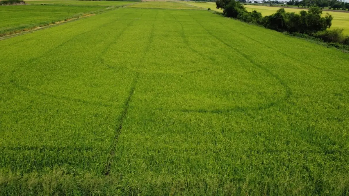 ต้นแบบ 'ข้าวโลว์คาร์บอน' ของไทย ข้าวชาวนาร่วมใจพื้นที่ภาคกลาง