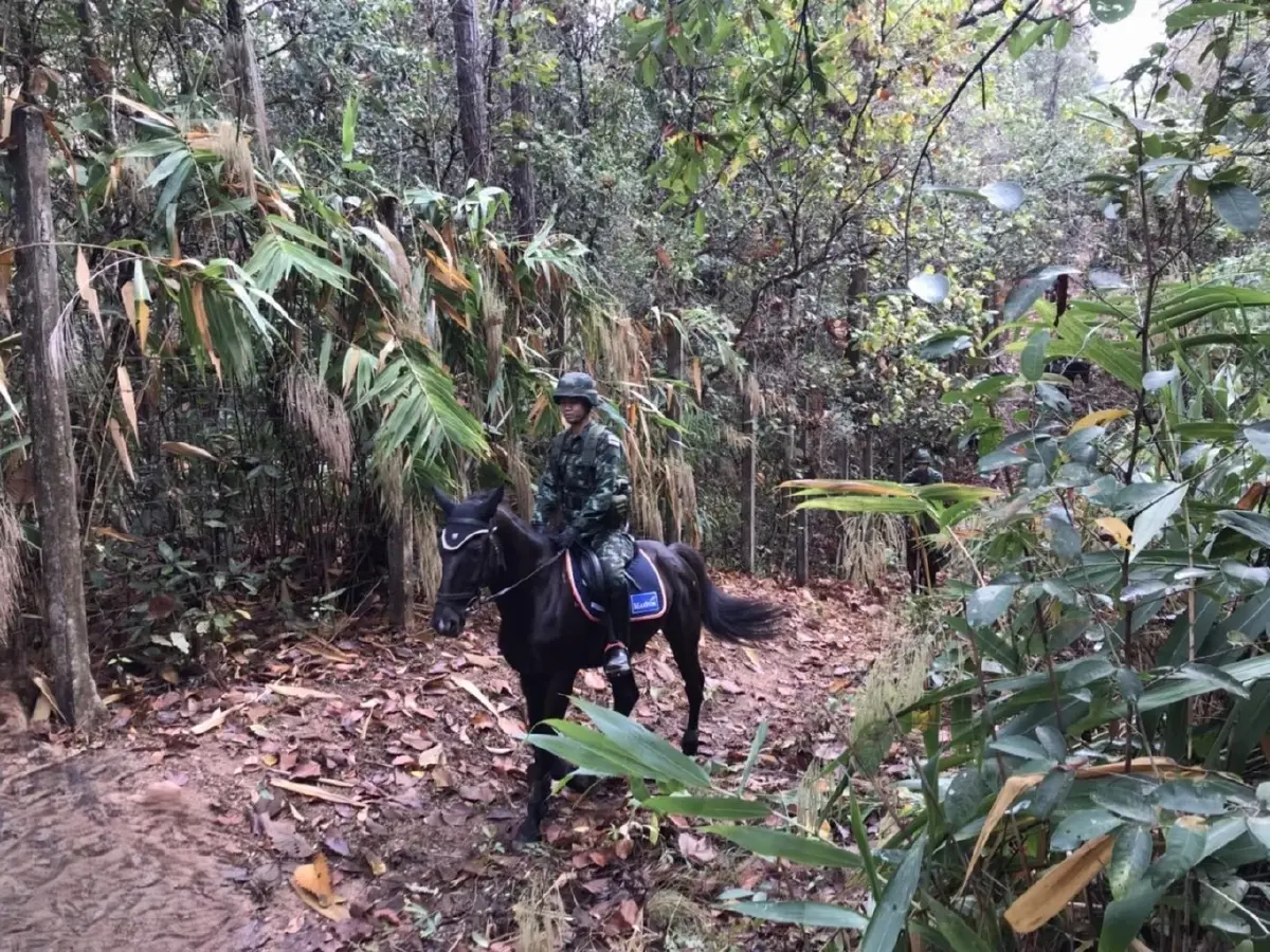 ทหารไทย ขี่ม้าลาดตระเวนป่าเชียงใหม่ ป้องกันไฟป่า สยบฝุ่น PM 2.5