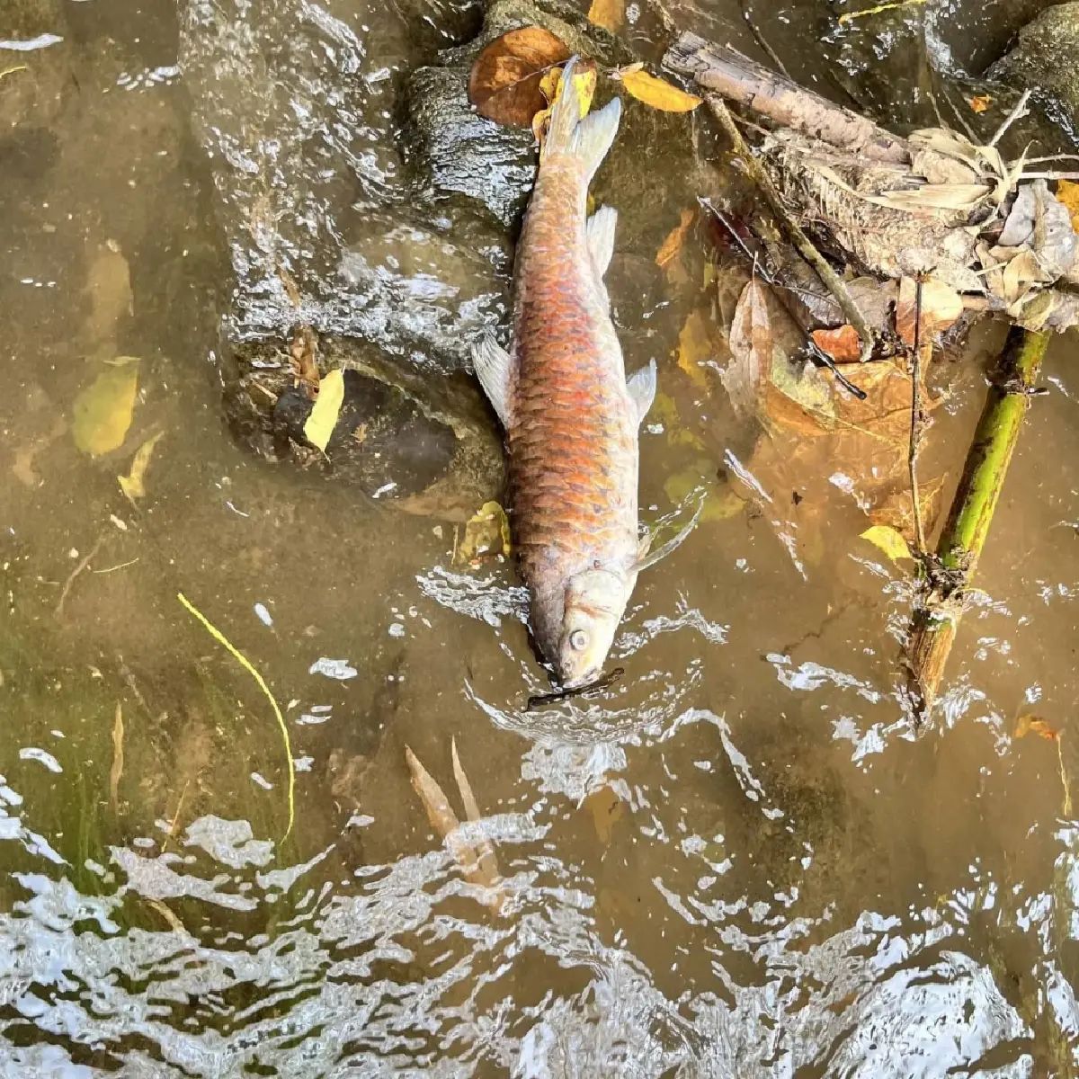 สั่งงดกินปลา 'ลำน้ำลาง' ปางมะผ้า หลังพบปลาตายเกลื่อน หวั่นสารพิษ