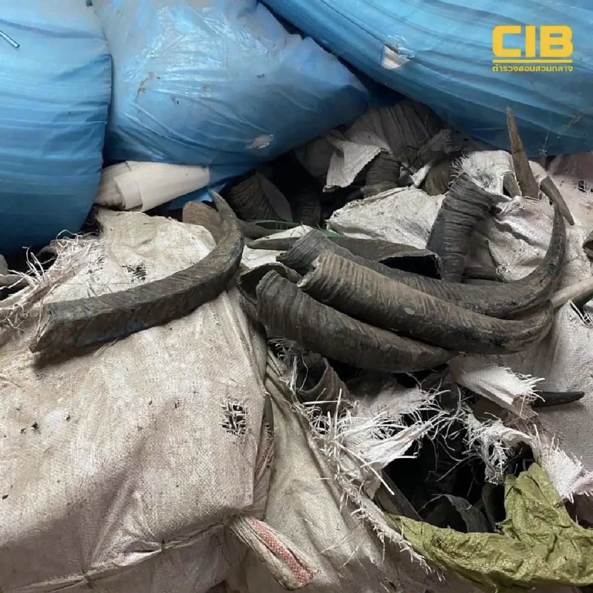 ปทุมธานีมีโกดังลับ บุกลำลูกกายึดซากตุ๊กแกแสนตัว ไม้หวงห้าม 30 ตัน