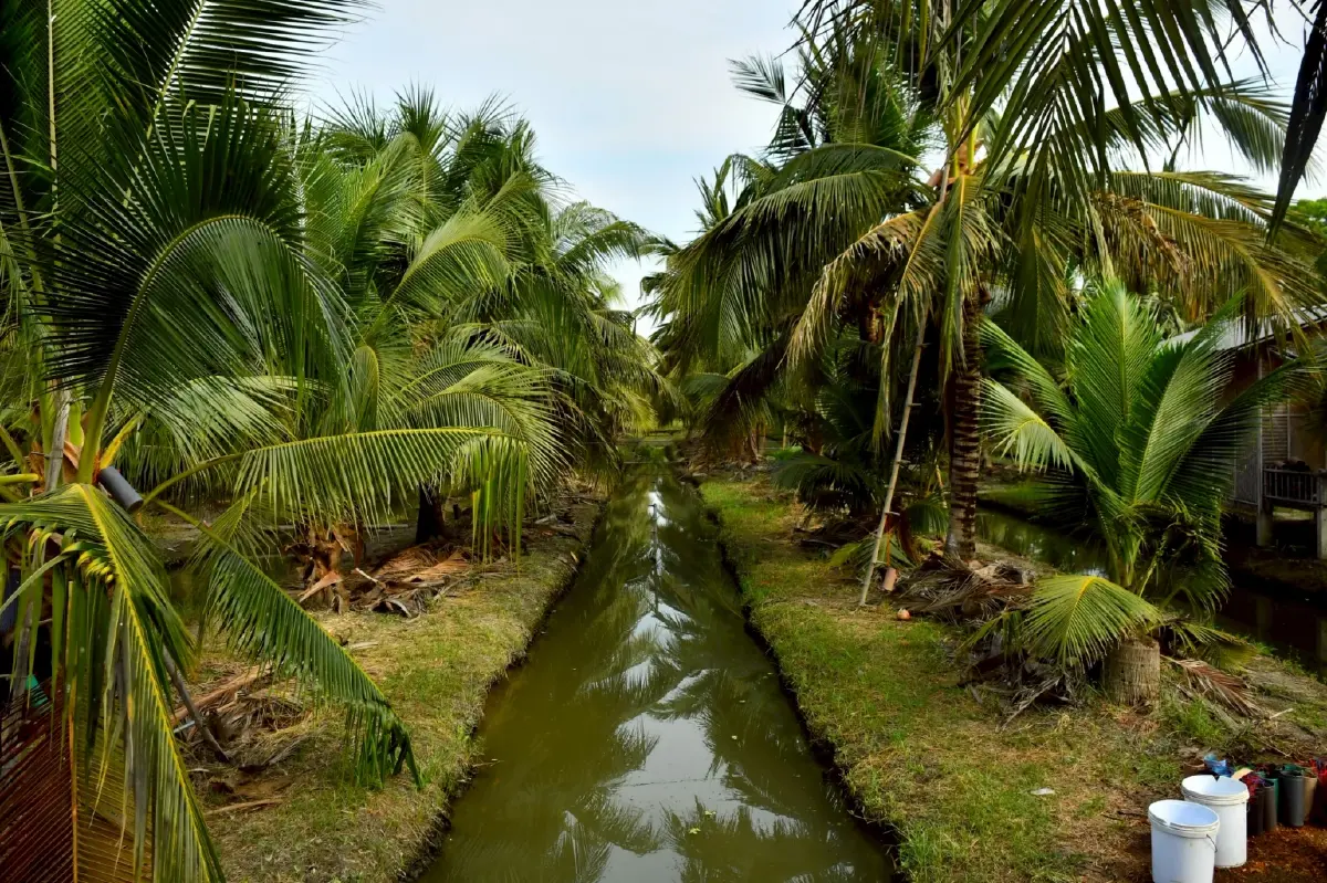 กรมส่งเสริมสหกรณ์ปัด สหกรณ์ร่วมล้งจีนทุนเทา ฟอกขาวมะพร้าวน้ำหอม