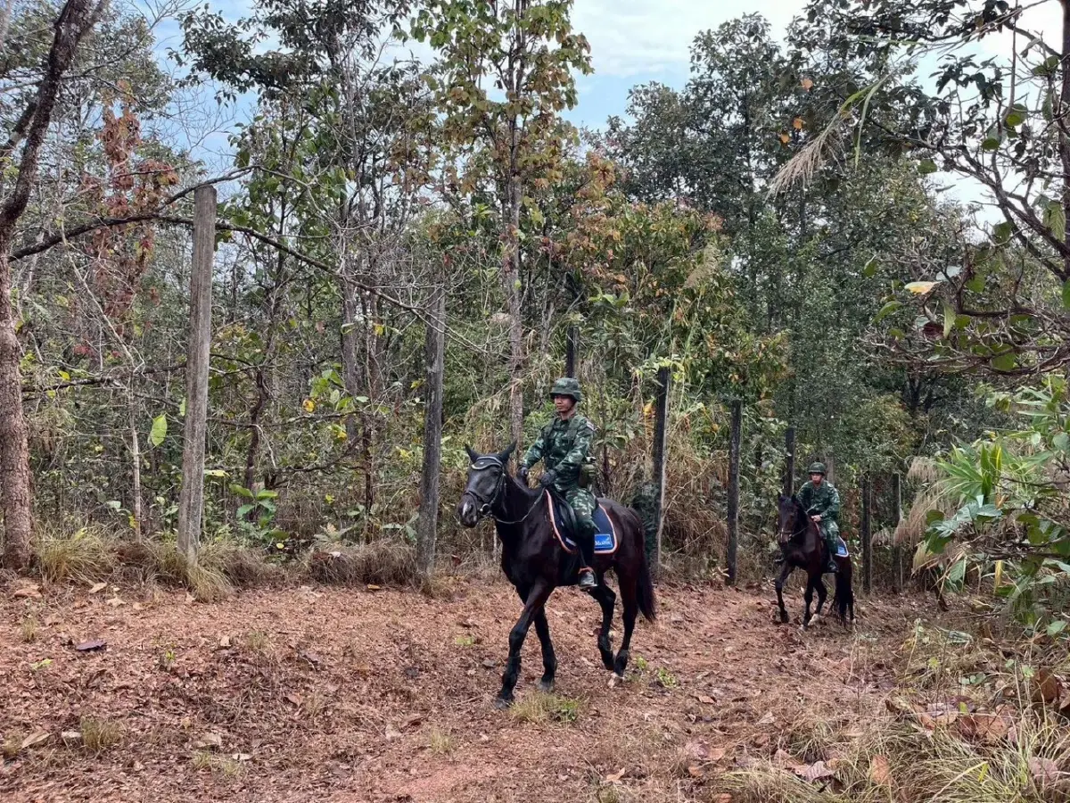 ทหารไทย ขี่ม้าลาดตระเวนป่าเชียงใหม่ ป้องกันไฟป่า สยบฝุ่น PM 2.5