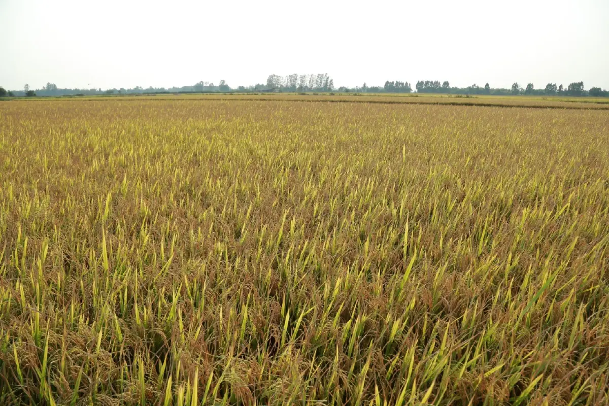 สศก. รุกแผน APTERR ปี 69 ระบายข้าวช่วยสมาชิก เสริมความมั่นคงอาหาร