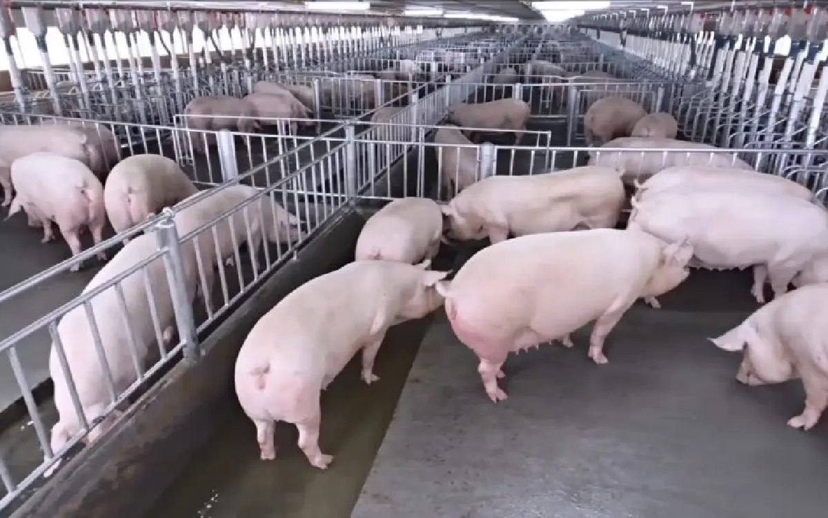 ไข่-หมู พาเหรดขึ้นราคาหลังขาดทุน 3 ปี ขยับ 20 สต. เซ่นร้อนกดผลผลิตวูบ 5%