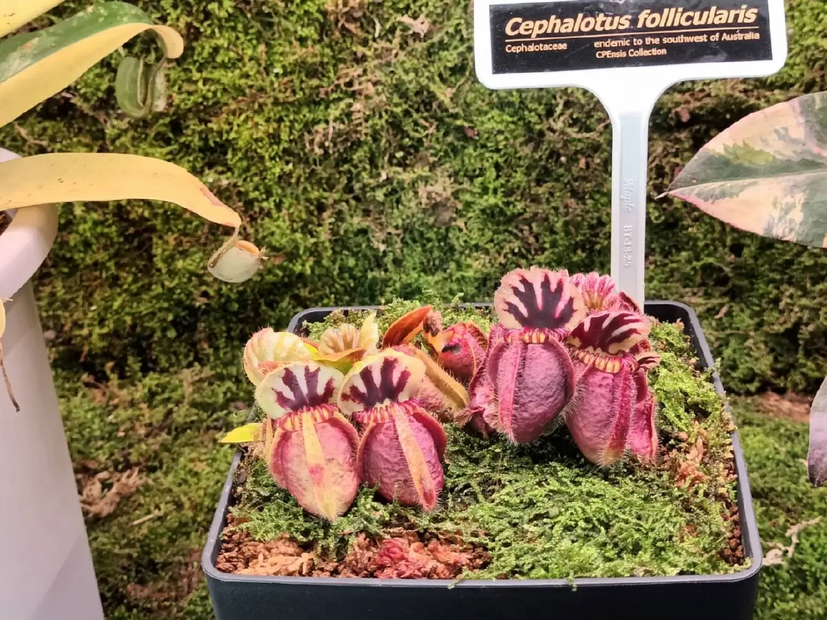 เศรษฐกิจสีเขียว 'ไม้แปลก–ไม้หายาก' สร้างมูลค่า ยกระดับเกษตรไทยสู่ตลาดโลก