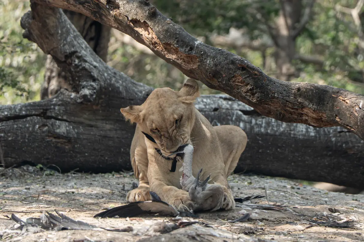 ดีจริงไหม? รีวิว 'Sony Alpha 7 V' หน้าตาคล้ายเดิม เพิ่มเติมฉลาดขึ้น