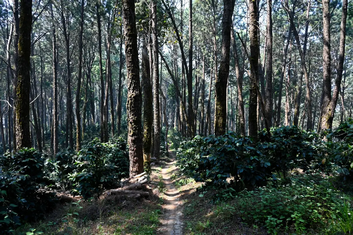 ‘แม่ฟ้าหลวงฯ’ จัดทัพองค์กร เดินหน้าโมเดลเศรษฐกิจยั่งยืน คน - ชุมชน ขับเคลื่อน คาร์บอนเครดิตสู่เน็ตซีโร่