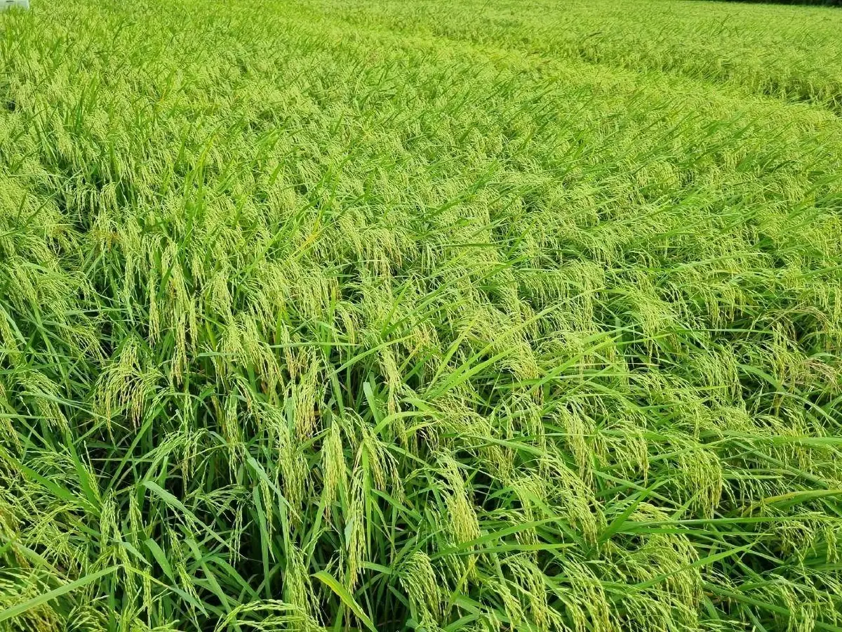 ต้นแบบ 'ข้าวโลว์คาร์บอน' ของไทย ข้าวชาวนาร่วมใจพื้นที่ภาคกลาง