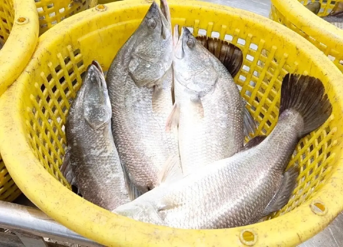 'ปลากะพงสองน้ำสมุทรปราการ' สินค้า GI ใหม่ เนื้อแน่นหวาน สร้างรายได้ 536 ล้าน