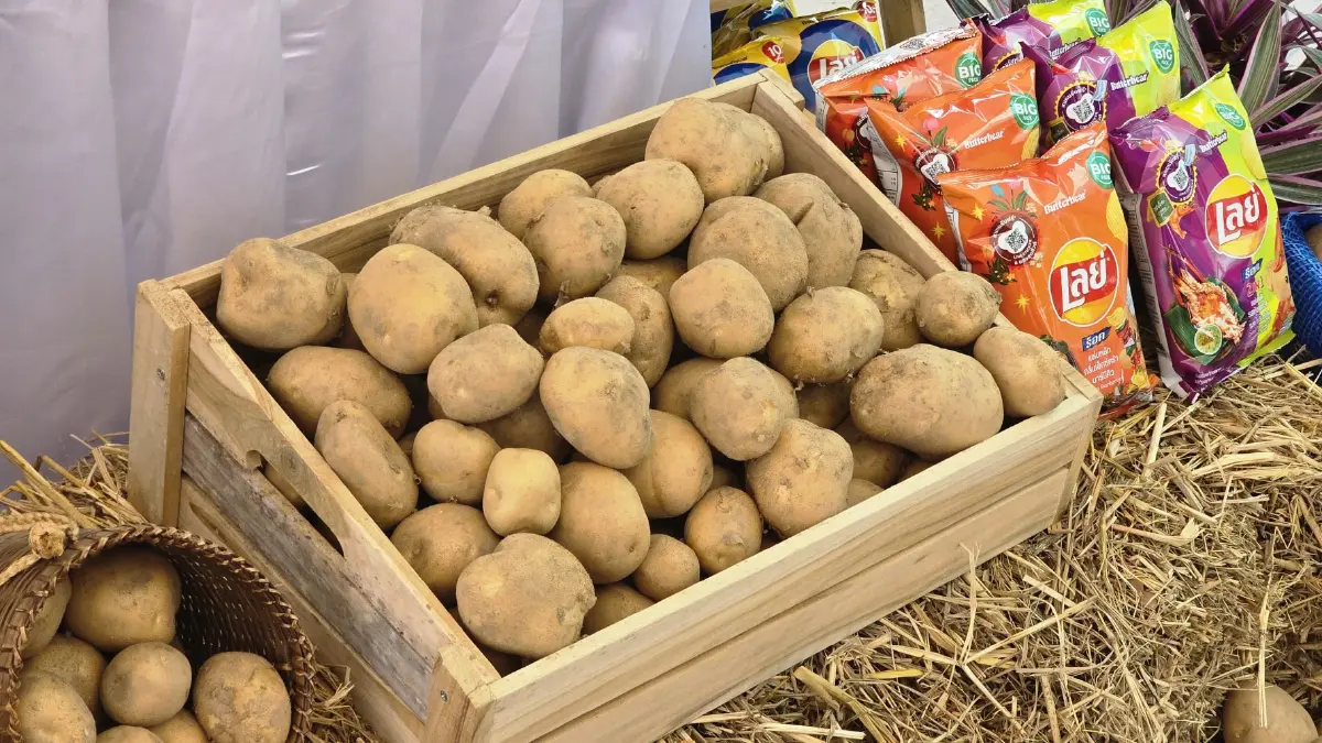 เกษตรกร ‘ฮีโร่’ เผยวิธีปลูก ‘มันฝรั่ง’ ให้ยั่งยืน ทั้งรายได้และสิ่งแวดล้อม