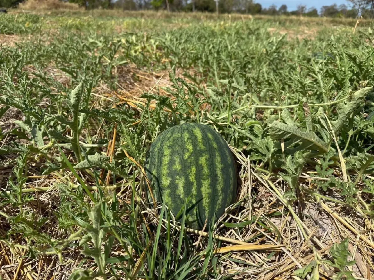 ขึ้นทะเบียน GI 'แตงโมหวานยโสธร' สินค้าพรีเมียมแดนอีสาน ยกระดับสู่สากล