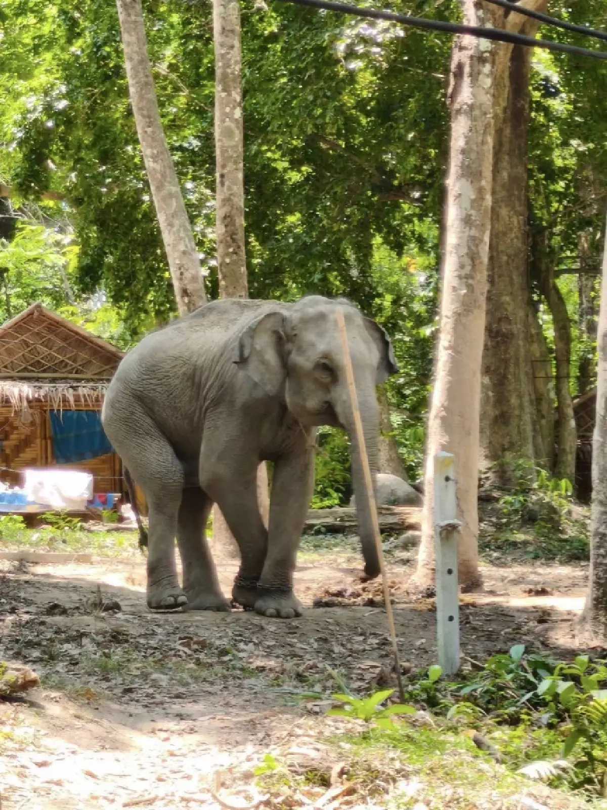 ด่วน! สนธิกำลังกว่า 100 นาย ตรวจรุกพื้นที่ป่าสงวนฯ หาดฟรีดอมภูเก็ต