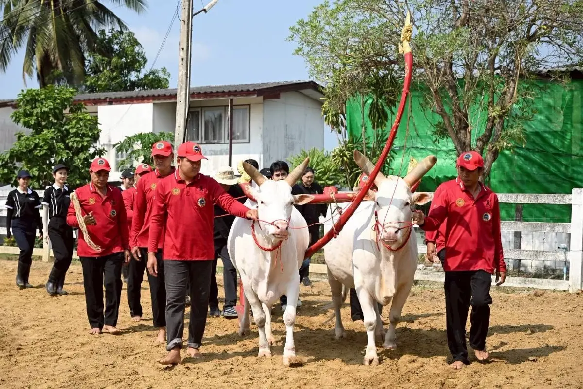 กระทรวงเกษตรฯเตรียมพระโคในพระราชพิธีพืชมงคลฯ ประจำปี 2569