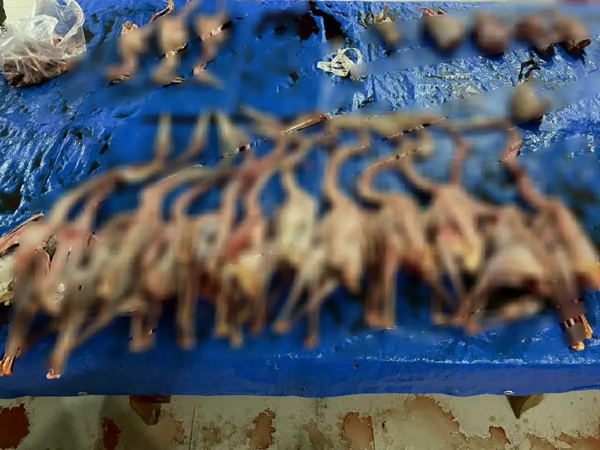 ขยายผลค้นโกดังไม้อยุธยา ผงะเจอซากสัตว์ป่าคุ้มครองซุกตู้แช่เกือบ 100 ซาก