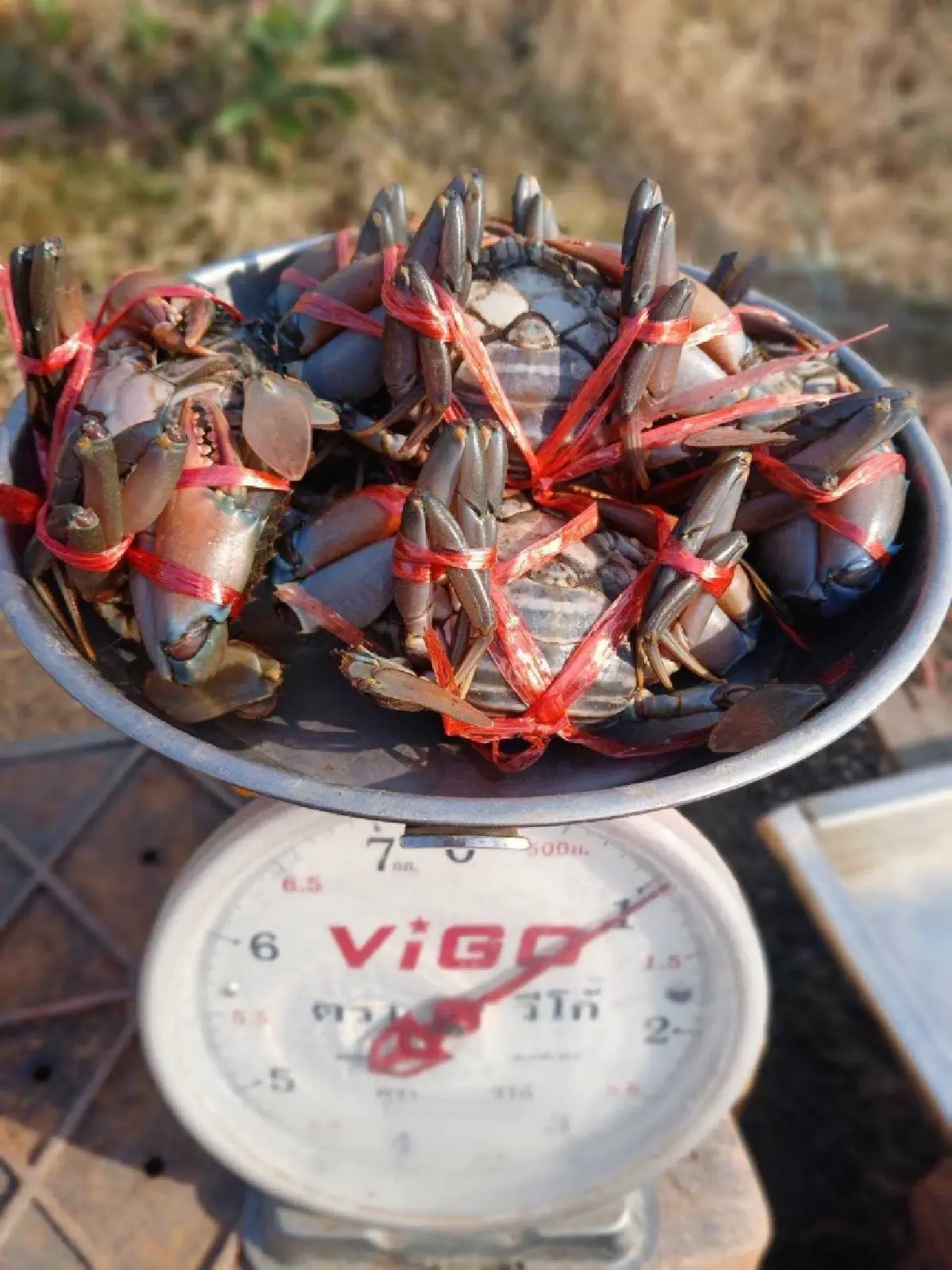 ปูทะเลเพชรบุรีราคาพุ่ง! ปูไข่แตะ 700 บาท ดันรายได้เกษตรกรดี