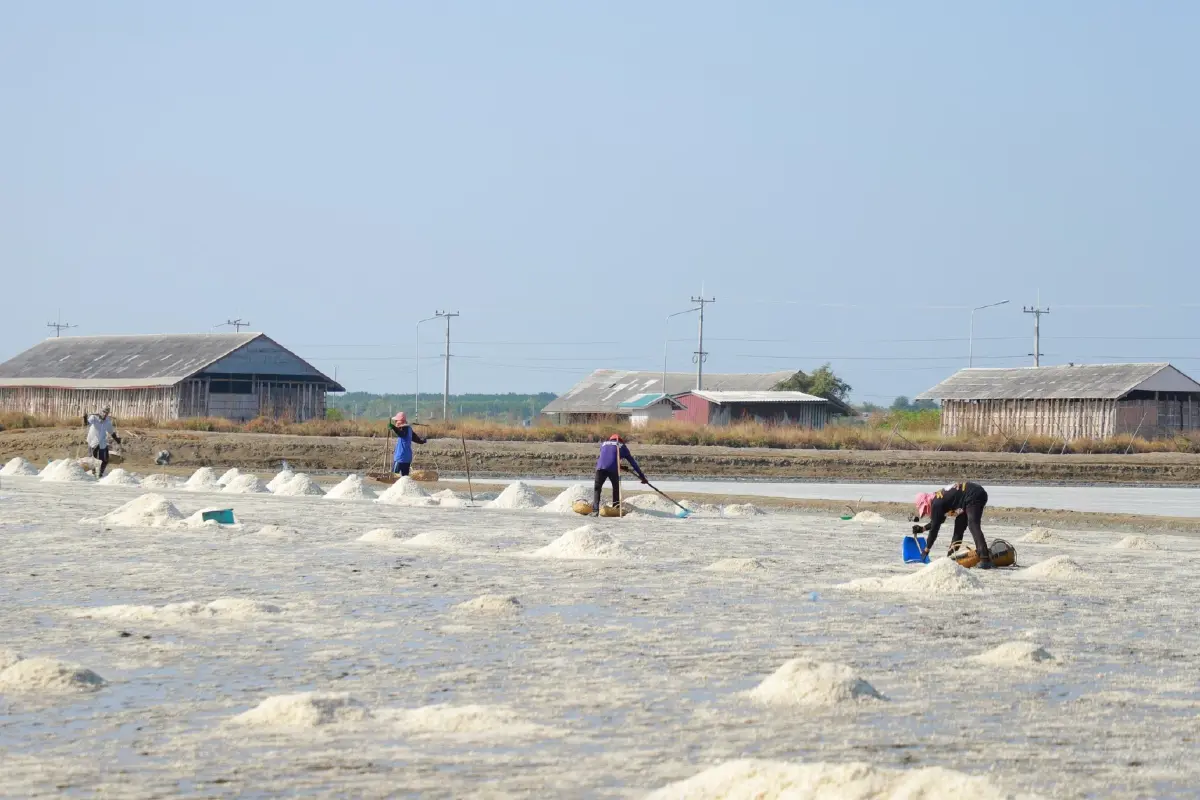 ‘กรมวิชาการเกษตร’ดึงเครือข่ายบูรณาการเกลือทะเลไทย  ลุย“Sea to Government”คงเสถียรภาพราคา ปี2568/69