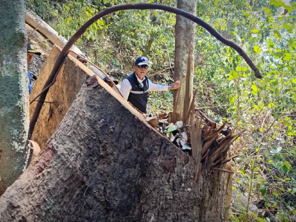 ตรวจป่าต้นน้ำระนองแหว่ง จ่อลากคอตัวการตัดไม้ ชง ปปง. อายัดยึดทรัพย์